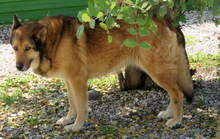 SHEBA7, Hund, Deutscher Schäferhund-Mix in Zypern - Bild 3