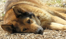 SHEBA7, Hund, Deutscher Schäferhund-Mix in Zypern - Bild 4