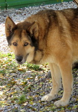 SHEBA7, Hund, Deutscher Schäferhund-Mix in Zypern - Bild 5