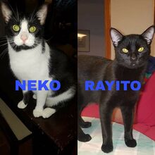 RAYITO, Katze, Europäisch Kurzhaar in Spanien - Bild 1