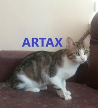 ARTAX, Katze, Europäisch Kurzhaar in Pirmasens - Bild 1