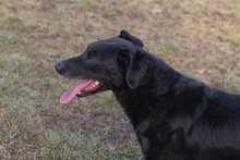 GONZA, Hund, Mischlingshund in Kroatien - Bild 3
