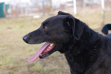 GONZA, Hund, Mischlingshund in Kroatien - Bild 5