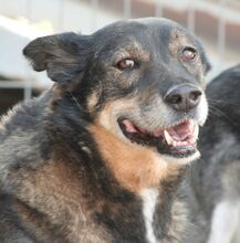 JOHNIE2, Hund, Mischlingshund in Bulgarien - Bild 1