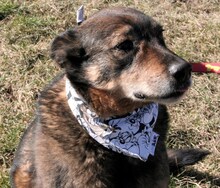 JOHNIE2, Hund, Mischlingshund in Bulgarien - Bild 2