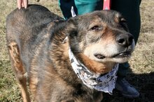 JOHNIE2, Hund, Mischlingshund in Bulgarien - Bild 3