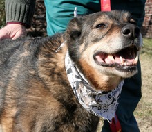 JOHNIE2, Hund, Mischlingshund in Bulgarien - Bild 4