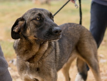 MAILO, Hund, Mischlingshund in Griechenland - Bild 1