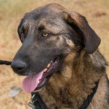 MAILO, Hund, Mischlingshund in Griechenland - Bild 2