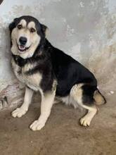 ASSYA, Hund, Mischlingshund in Bulgarien - Bild 1