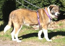 DORA, Hund, Mischlingshund in Brockau - Bild 5