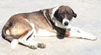 DORA, Hund, Mischlingshund in Brockau - Bild 7