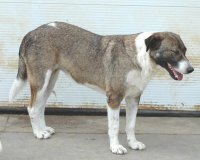 DORA, Hund, Mischlingshund in Brockau - Bild 8