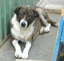 DORA, Hund, Mischlingshund in Brockau - Bild 9