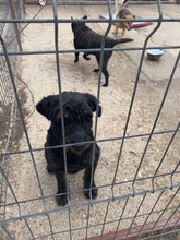 ALFI, Hund, Mischlingshund in Rumänien - Bild 3
