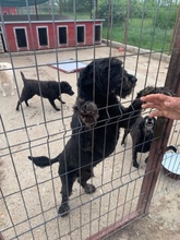 ALFI, Hund, Mischlingshund in Rumänien - Bild 5