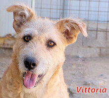 VITTORIA, Hund, Mischlingshund in Italien - Bild 1