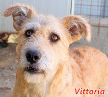 VITTORIA, Hund, Mischlingshund in Italien - Bild 2