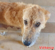 VITTORIA, Hund, Mischlingshund in Italien - Bild 7