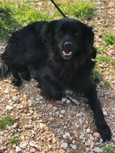 LADY, Hund, Mischlingshund in Griechenland - Bild 2