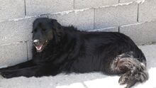 LADY, Hund, Mischlingshund in Griechenland - Bild 5