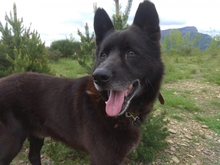BLACK, Hund, Belgischer Schäferhund in Spanien - Bild 1