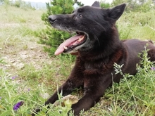 BLACK, Hund, Belgischer Schäferhund in Spanien - Bild 2