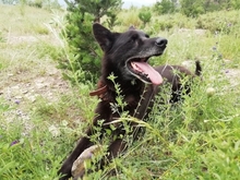 BLACK, Hund, Belgischer Schäferhund in Spanien - Bild 3