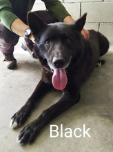 BLACK, Hund, Belgischer Schäferhund in Spanien - Bild 4