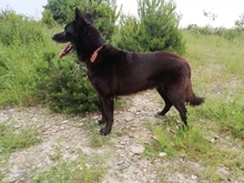 BLACK, Hund, Belgischer Schäferhund in Spanien - Bild 5