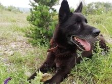 BLACK, Hund, Belgischer Schäferhund in Spanien - Bild 6