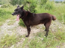 BLACK, Hund, Belgischer Schäferhund in Spanien - Bild 7