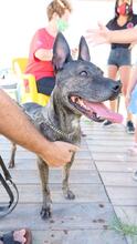 MIMOSA, Hund, Mischlingshund in Spanien - Bild 2