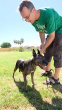 MIMOSA, Hund, Mischlingshund in Spanien - Bild 3