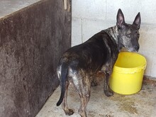 MIMOSA, Hund, Mischlingshund in Spanien - Bild 5