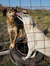 SAMU, Hund, Mischlingshund in Rumänien - Bild 10