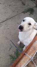 SAMU, Hund, Mischlingshund in Rumänien - Bild 12