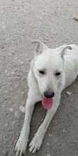 SAMU, Hund, Mischlingshund in Rumänien - Bild 13