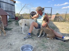 SAMU, Hund, Mischlingshund in Rumänien - Bild 14