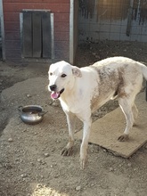 SAMU, Hund, Mischlingshund in Rumänien - Bild 16