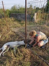 SAMU, Hund, Mischlingshund in Rumänien - Bild 19