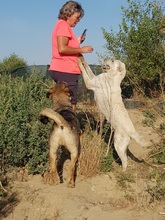 SAMU, Hund, Mischlingshund in Rumänien - Bild 20