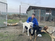 SAMU, Hund, Mischlingshund in Rumänien - Bild 26