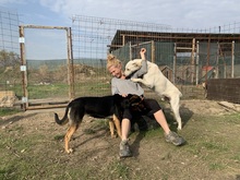 SAMU, Hund, Mischlingshund in Rumänien - Bild 27