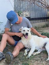 SAMU, Hund, Mischlingshund in Rumänien - Bild 3