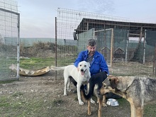 SAMU, Hund, Mischlingshund in Rumänien - Bild 6