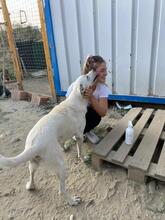 SAMU, Hund, Mischlingshund in Rumänien - Bild 7