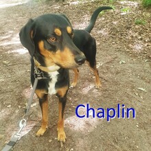 CHAPLIN, Hund, Mischlingshund in Duisburg - Bild 1