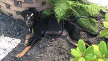 CHAPLIN, Hund, Mischlingshund in Duisburg - Bild 2