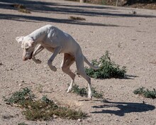 KARLA, Hund, Mischlingshund in Spanien - Bild 10